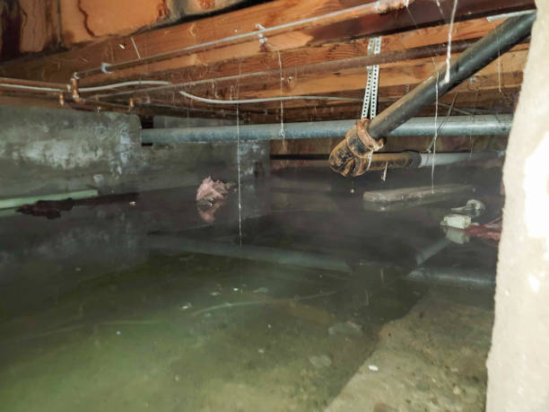 Best Flooded house restoration  in Perry Heights, OH