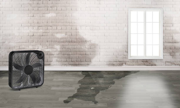 Best Flood damage cleanup  in Perry Heights, OH